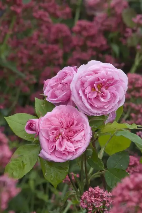 Rosa inglese Gertrude jekyll®-TES_ROS_CONF_194