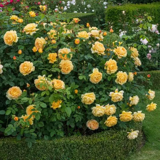 Rosa inglese Golden Celebration®-TES_ROS_CONF_195