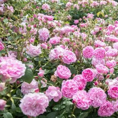 Rosa inglese Harlow carr®-TES_ROS_CONF_196