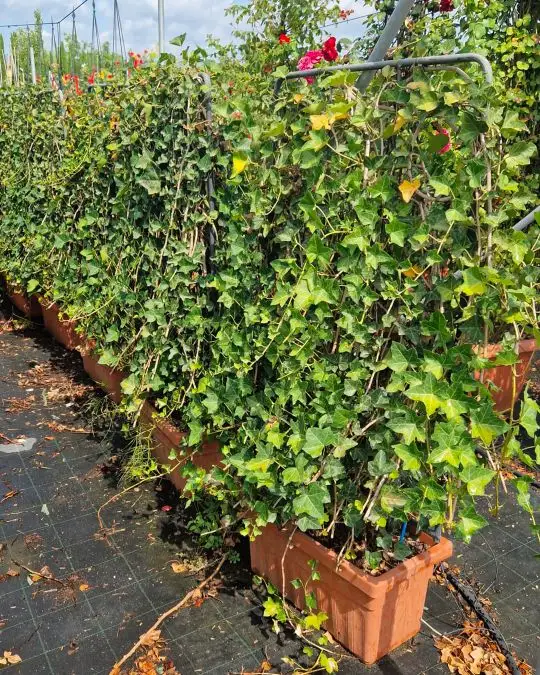 hedera_hibernica_spalliera.jpg