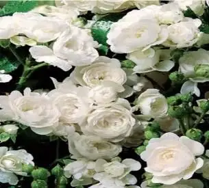 Rosa coprisuolo innocentia®-TES_ROS_CONF_232