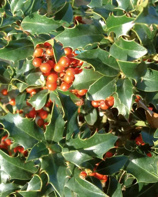 ilex_aquifolium_alaska.jpg