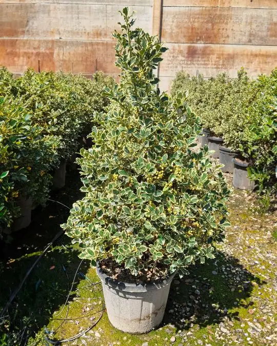 ilex_aquifolium_argent._cono.jpg