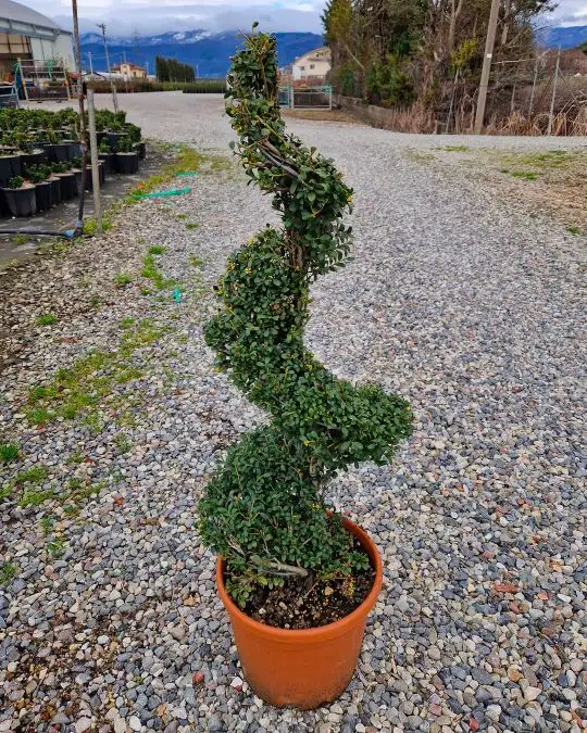 ilex_crenata_convexa_spirale.jpg