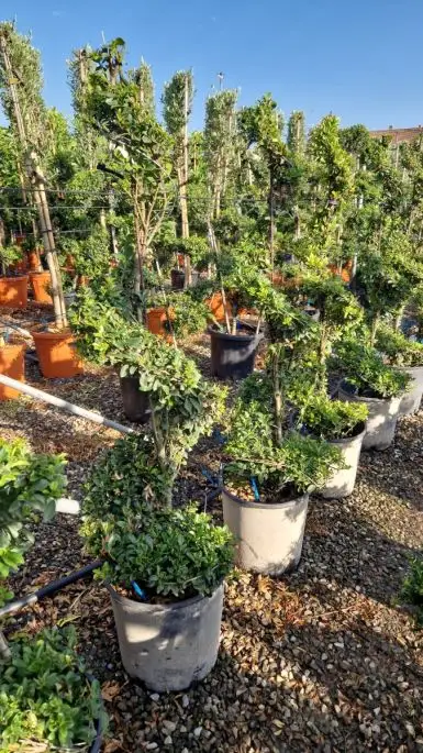 Ilex crenata 'Green Hedge' vaso mini spirale