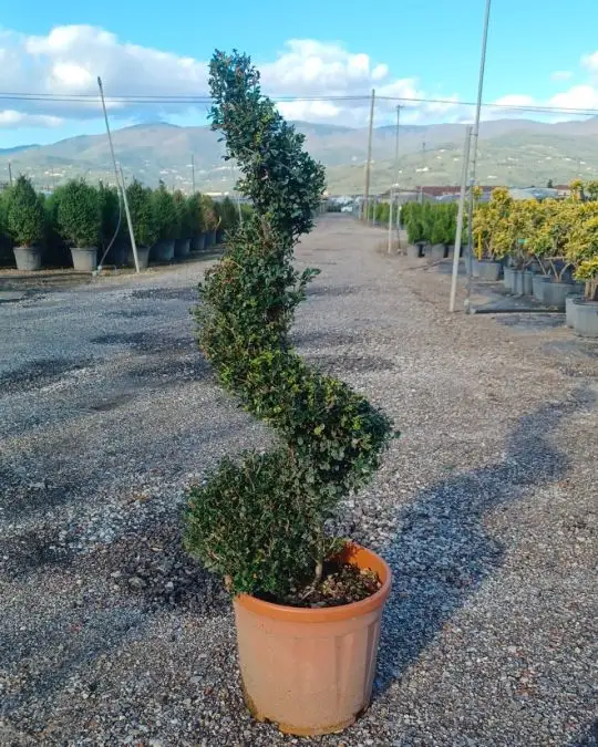 Ilex crenata 'Kinme' spirale