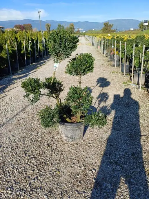 Ilex crenata 'Kinme' pon pon