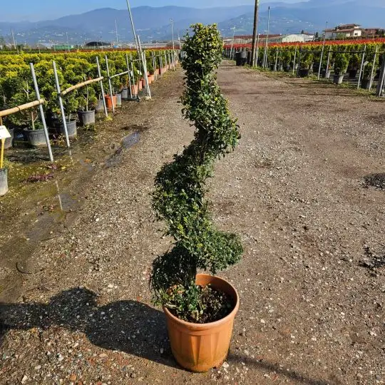 Ilex crenata 'Kinme' vaso mini spirale