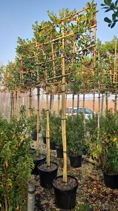 Ilex mutchagara 'Nellie R. Stevens' vaso spalliera a. f.