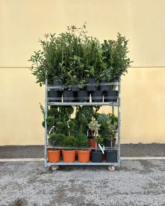 ASSORTIMENTO MIX CESPUGLI FORME