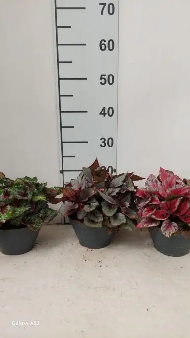 Begonia Beleaf ciotola