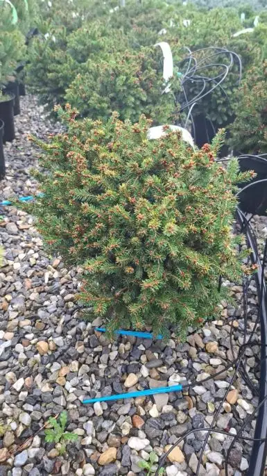 Picea abies 'Ohlendorffii'