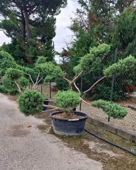 juniperus_grey_owl_bonsai_c200__150cm_pt.jpg