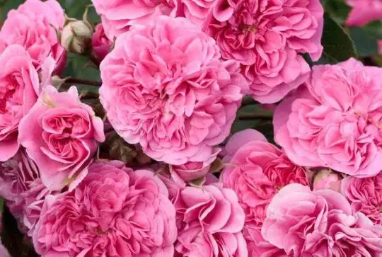 Rosa coprisuolo Les quatre season®-TES_ROS_CONF_234