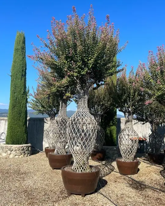 Lagerstroemia indica anfora vaso jumbo