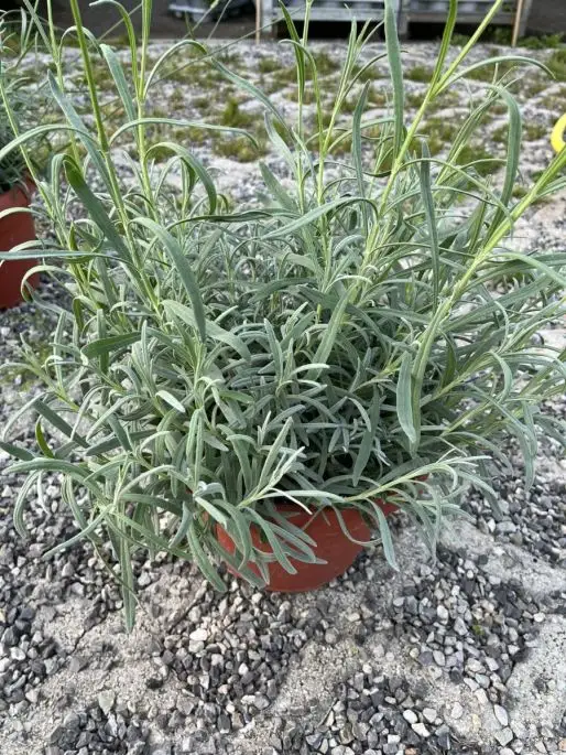 Lavandula angustifolia
