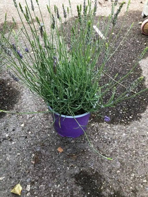 Lavandula angustifolia 'Grosso'