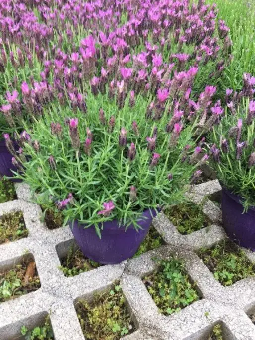 Lavandula stoechas