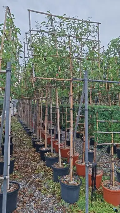 Ligustrum japonicum vaso spalliera a. f.