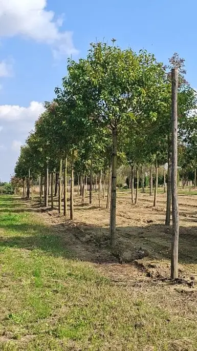 Ligustrum japonicum (lucidum) zolla alto fusto