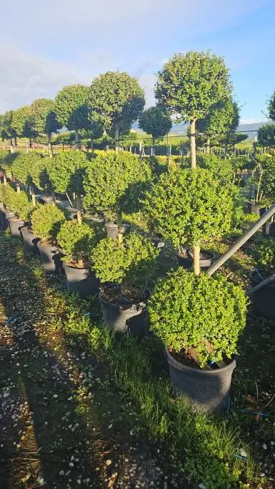Ligustrum delavayanum 1 tronco 3 palle