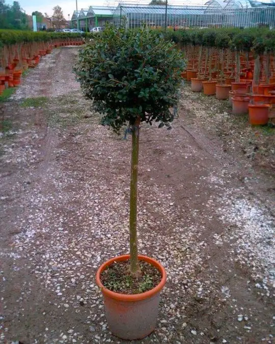 ligustrum_jonandrum_minifusto.jpg