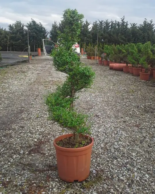 Ligustrum delavayanum vaso mini spirale