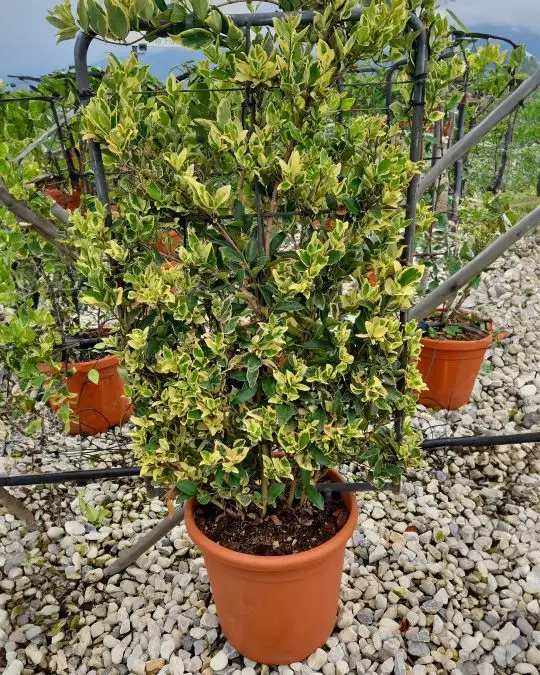 ligustrum_texanum_silver_star_spalliera_90x50_c18_sede.jpg