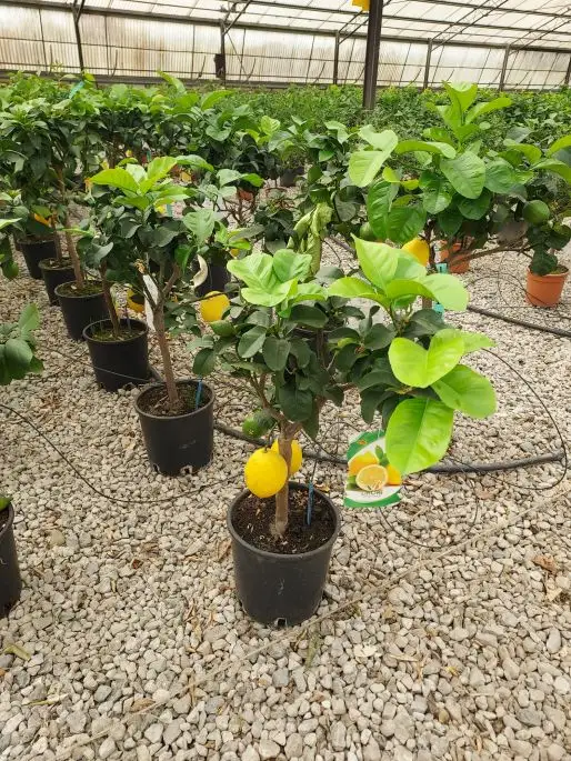 Citrus limon vaso mini fusto