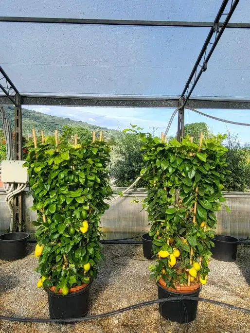 Citrus limon vaso spalliera