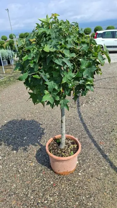 Liquidambar styraciflua ‘Gum Ball’ vaso 1/4 fusto