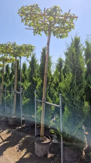 Liquidambar styraciflua vaso tetto