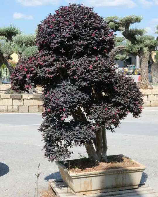 Loropetalum chinense 'Black Pearl' ® bonsai