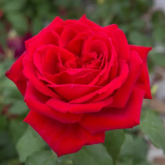 Rosa rampicante Botero®-TES_ROS_CONF_283