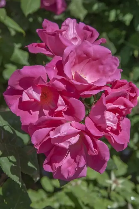 Rosa coprisuolo pink knock out®-TES_ROS_CONF_241