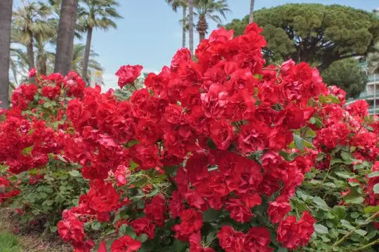 Rosa coprisuolo La sevillana®-TES_ROS_CONF_233