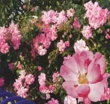 Rosa coprisuolo Mirato®-TES_ROS_CONF_235