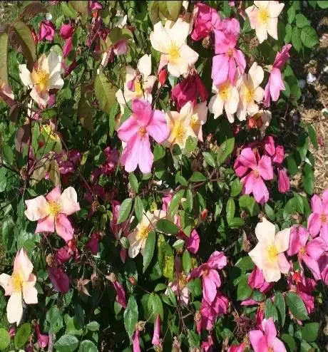 Rosa coprisuolo Mutabilis®-TES_ROS_CONF_236