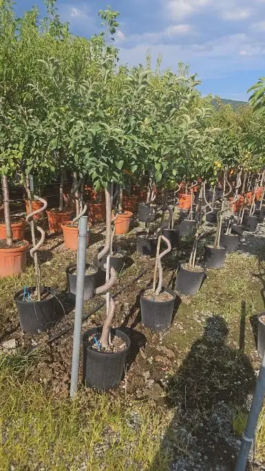 Malus domestica vaso 1/2 fusto spirale