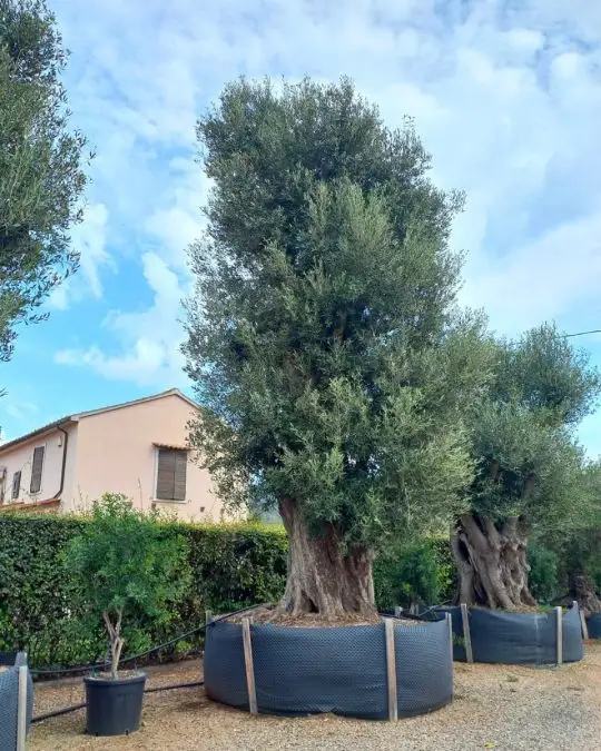 Olea europaea rete esemplare
