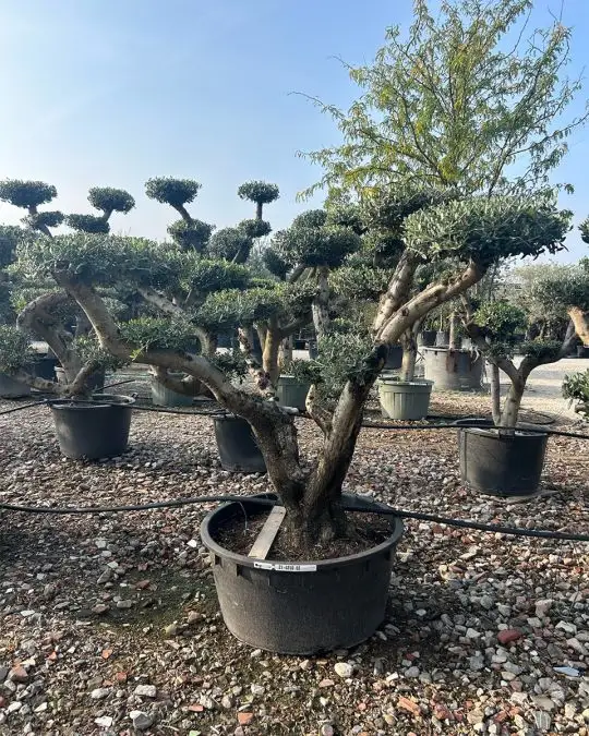 Olea europaea bonsai