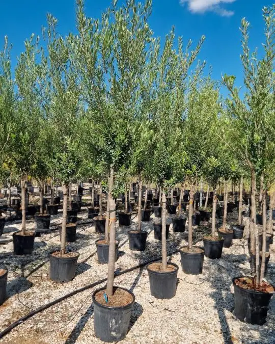 Olea europaea vaso 1/2 fusto