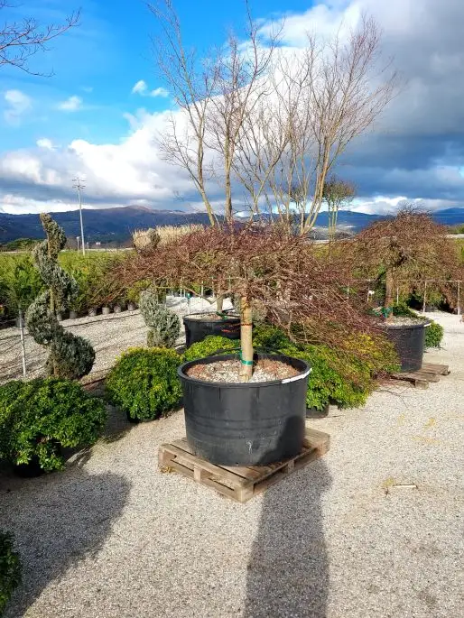 acer_palmatum_dissectum_atropurpureum_p._d._ornatum.jpg