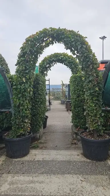 Parrotia persica vaso arco doppio