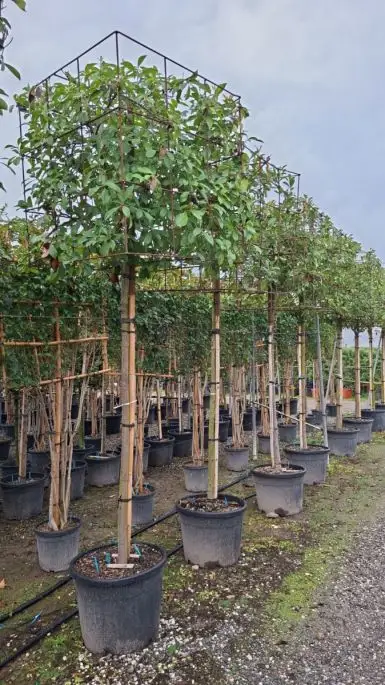 Photinia fraseri 'Red Robin' alto fusto cubo
