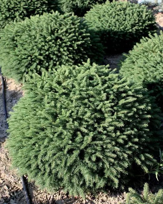 picea_abies_nidiformis.jpg