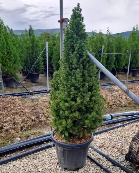 Picea glauca 'Conica' (albertiana 'Conica') clt-SKU1671-c_new