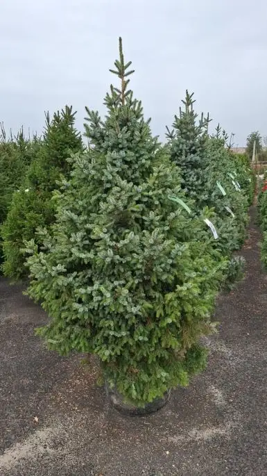 Picea omorika-SKU1672