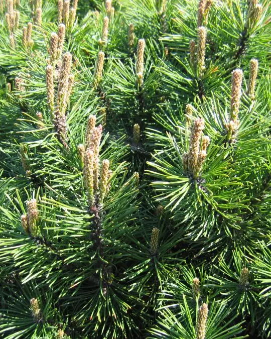 Pinus mugo 'Gnom'-SKU1696