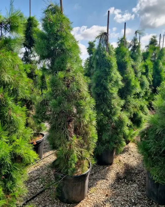 Pinus densiflora pendula-SKU1691